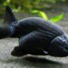 Black Lionhead Ranchu Goldfish Carassius Auratus 5cm - Image 4