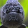 Black Lionhead Ranchu Goldfish Carassius Auratus 5cm - Image 8