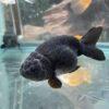 Black Lionhead Ranchu Goldfish Carassius Auratus 5cm - Image 5