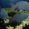 Black Lionhead Ranchu Goldfish Carassius Auratus 5cm - Image 7