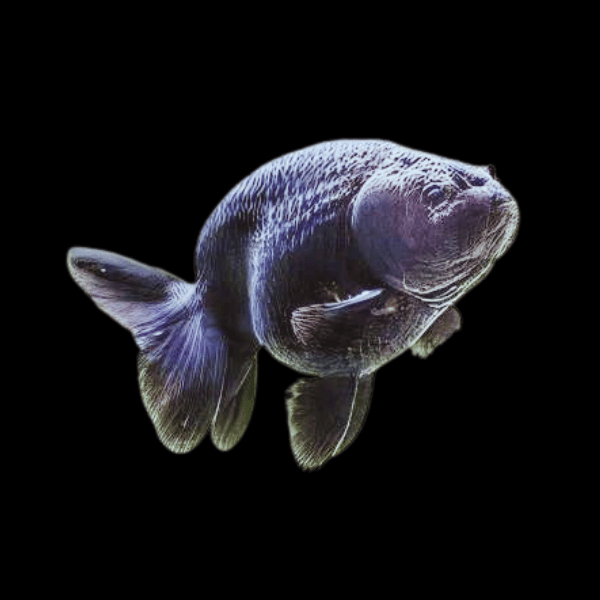 Black ranchu hot sale fish