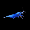 Blue Diamond Shrimp Neocaridina 2cm