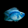Blue Parrot Fish Hybrid Amphilophus citrinellus × Vieja melanurus 5cm