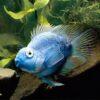 Blue Parrot Fish Hybrid Amphilophus citrinellus × Vieja melanurus 5cm - Image 4