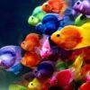 Blue Parrot Fish Hybrid Amphilophus citrinellus × Vieja melanurus 5cm - Image 6