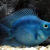 Blue Parrot Fish Hybrid Amphilophus citrinellus × Vieja melanurus 5cm - Image 5