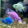 Blue Parrot Fish Hybrid Amphilophus citrinellus × Vieja melanurus 5cm - Image 8