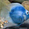 Blue Parrot Fish Hybrid Amphilophus citrinellus × Vieja melanurus 5cm - Image 3