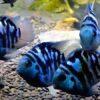 Blue Tiger Polar Parrot Fish Amatitlania x Cichlasoma Nigrofasciatus 4cm - Image 7