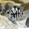 Blue Tiger Polar Parrot Fish Amatitlania x Cichlasoma Nigrofasciatus 4cm - Image 4