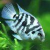 Blue Tiger Polar Parrot Fish Amatitlania x Cichlasoma Nigrofasciatus 4cm - Image 5