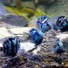Blue Tiger Polar Parrot Fish Amatitlania x Cichlasoma Nigrofasciatus 4cm - Image 8