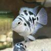 Blue Tiger Polar Parrot Fish Amatitlania x Cichlasoma Nigrofasciatus 4cm - Image 6