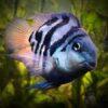 Blue Tiger Polar Parrot Fish Amatitlania x Cichlasoma Nigrofasciatus 4cm - Image 3