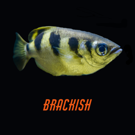 Brackish Water