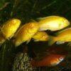 Labidochromis Caeruleus Yellow Albino Malawi African Cichlid Small 2 Inches - Image 10