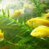 Labidochromis Caeruleus Yellow Albino Malawi African Cichlid Small 2 Inches - Image 9
