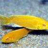 Labidochromis Caeruleus Yellow Albino Malawi African Cichlid Small 2 Inches - Image 8