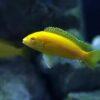 Labidochromis Caeruleus Yellow Albino Malawi African Cichlid Small 2 Inches - Image 6