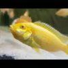 Labidochromis Caeruleus Yellow Albino Malawi African Cichlid Small 2 Inches - Image 7