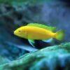Labidochromis Caeruleus Yellow Albino Malawi African Cichlid Small 2 Inches - Image 5