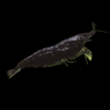 Cherry Black Shrimp Neocaridina Davidi 2cm