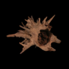 Corbo Root Stump Medium - Box of 2 pcs - Image 3