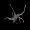 Dark Moor Wood per kg - Image 2