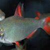 Distichodus Affinis Lefini 5cm - Image 4