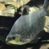 Distichodus Affinis Lefini 5cm - Image 7