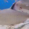 Distichodus Affinis Lefini 5cm - Image 8