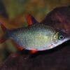 Distichodus Affinis Lefini 5cm - Image 5