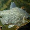 Distichodus Affinis Lefini 5cm - Image 6