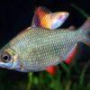 Distichodus Affinis Lefini 5cm - Image 3