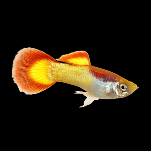 Flame Male Guppy Poecilia Reticulata 3cm – Sims Tropical Fish