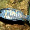 Labidochromis Fuelleborni Orange Blotch Malawi African Cichlid Small 2 Inches - Image 9