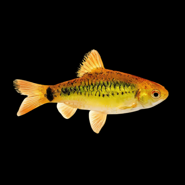 Golden Barb Barbodes Semifasciolatus 4cm – Sims Tropical Fish