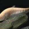 Golden Clown Knife Fish Notopterus Chitala 10cm - Image 5