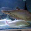 Golden Clown Knife Fish Notopterus Chitala 10cm - Image 6
