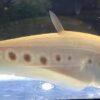 Golden Clown Knife Fish Notopterus Chitala 10cm - Image 7