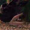 Golden Clown Knife Fish Notopterus Chitala 10cm - Image 8