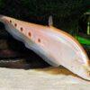 Golden Clown Knife Fish Notopterus Chitala 10cm - Image 4