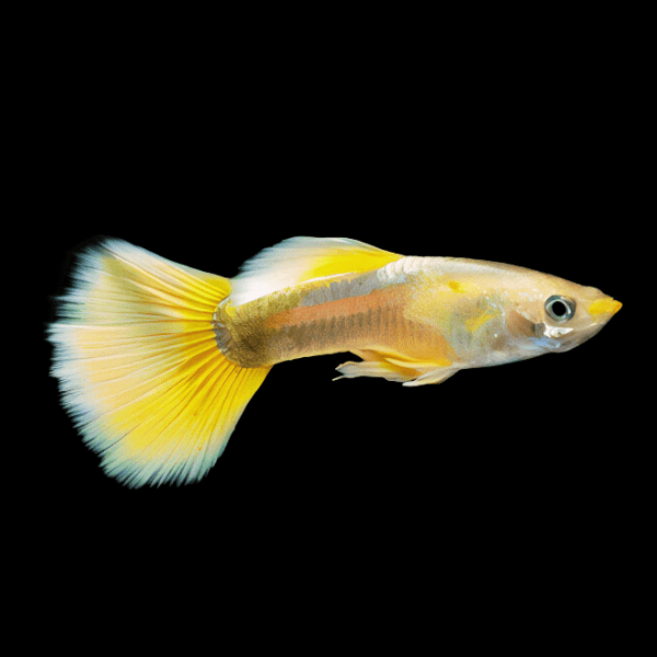 Golden Male Guppy Poecilia Reticulata 3cm – Sims Tropical Fish