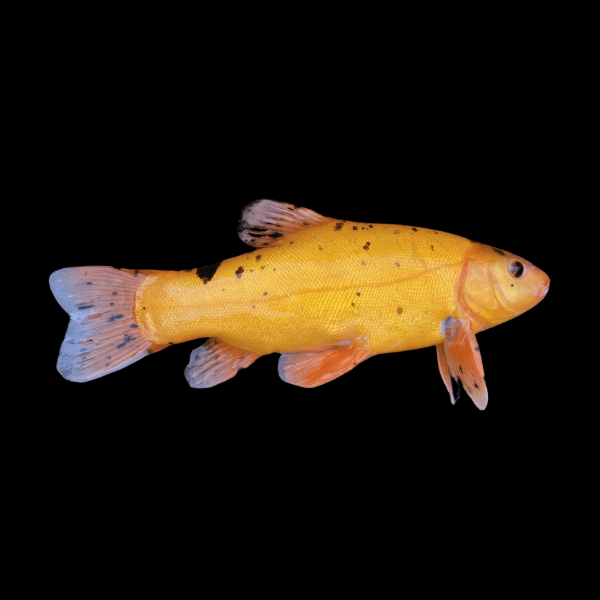 Golden Tench Doctor Fish Tinca Tinca 10cm – Sims Tropical Fish