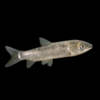 Grass Carp Ctenopharyngodon Idella