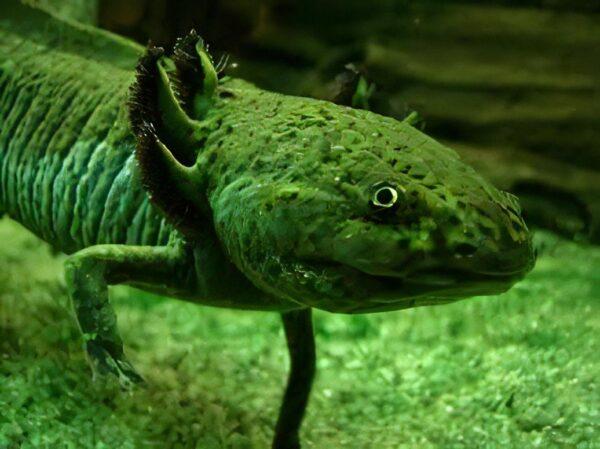 Green Axolotl Ambystoma Mexicanum 5cm - Image 3