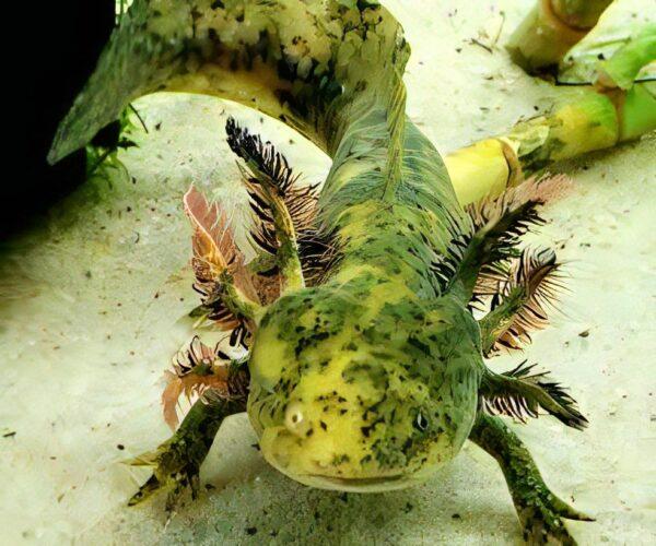 Green Axolotl Ambystoma Mexicanum 5cm - Image 7