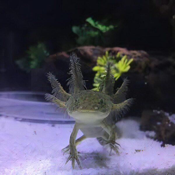 Green Axolotl Ambystoma Mexicanum 5cm - Image 4