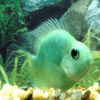 Green Parrot Fish Hybrid Amphilophus citrinellus × Vieja melanurus 5cm - Image 7