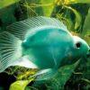 Green Parrot Fish Hybrid Amphilophus citrinellus × Vieja melanurus 5cm - Image 6